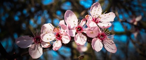 almond-blossom-1229140_960_720 almond-blossom-1229140_960_720