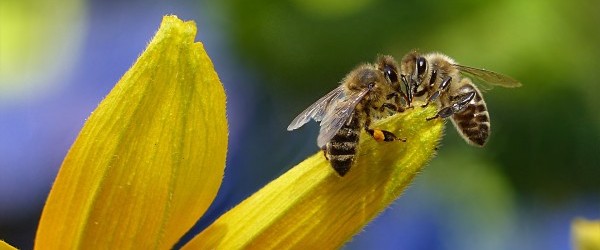 bee-1575236_1920 bee-1575236_1920