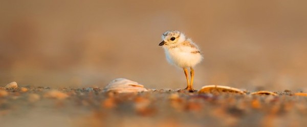 bird-1835615_960_720 bird-1835615_960_720