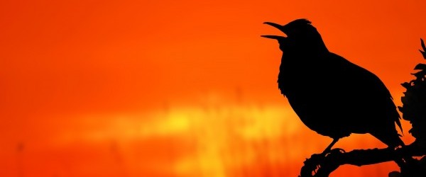bird-2037129_1920 bird-2037129_1920