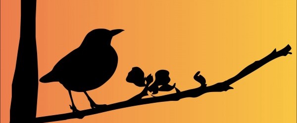 blackbird-163503 blackbird-163503
