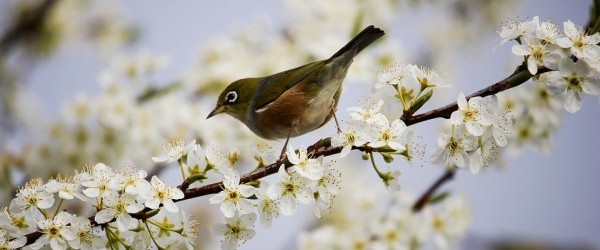 blossom-1324088_960_720 blossom-1324088_960_720