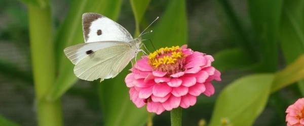 butterfly-1851239_960_720 butterfly-1851239_960_720