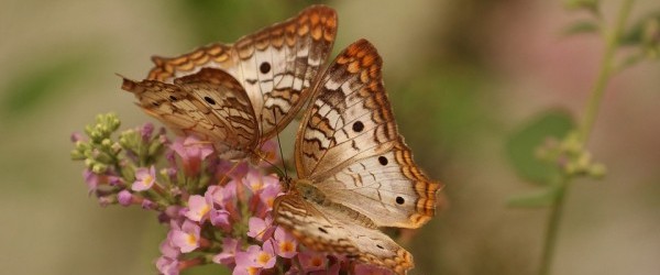 butterfly-743549_960_720 butterfly-743549_960_720