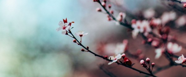 cherry-blossom-1209577 cherry-blossom-1209577