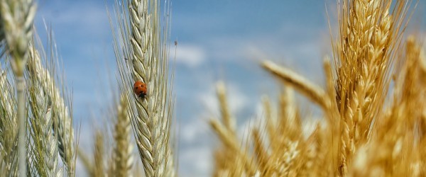 cornfield-195642_960_720 cornfield-195642_960_720