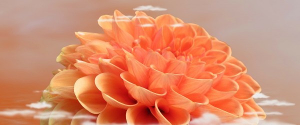 dahlia-dahlia-174239_1920 dahlia-dahlia-174239_1920