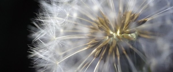 dandelion-1374829_1920 dandelion-1374829_1920