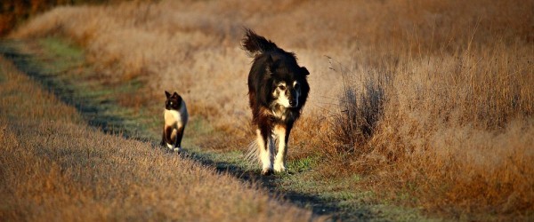 dog-1805983_960_720 dog-1805983_960_720