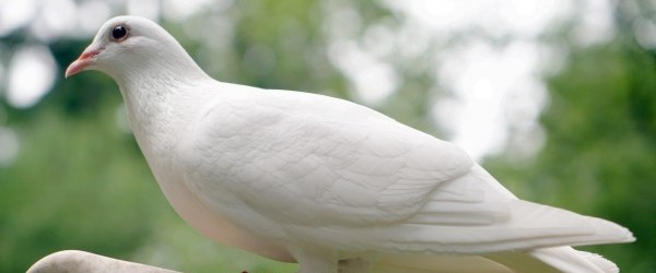 dove-1522656_1920 dove-1522656_1920