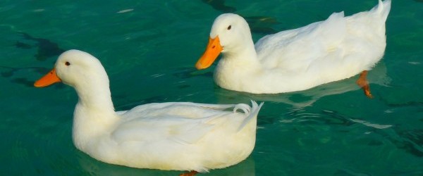 duck-15026_1280 duck-15026_1280