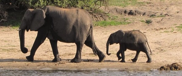 elephant-family-214476_960_720 elephant-family-214476_960_720