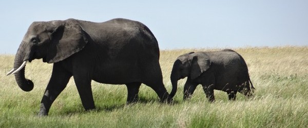 elephants-341981_960_720 elephants-341981_960_720
