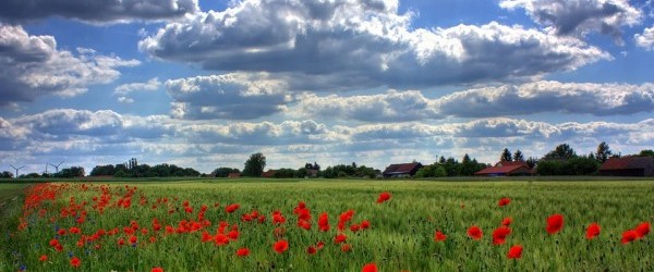 field-of-poppies-50588_960_720 field-of-poppies-50588_960_720