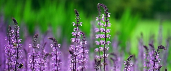 flower-1451676_960_720 flower-1451676_960_720