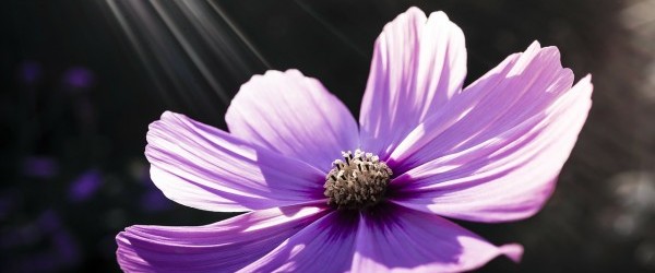flower-213415_1280 flower-213415_1280