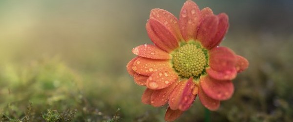 flower-2142776_960_720 flower-2142776_960_720