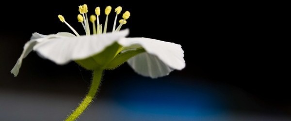 flower-320910_960_720 flower-320910_960_720