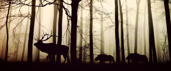 forest-1818690_960_720 forest-1818690_960_720