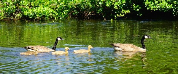 geese-1438239_960_720 geese-1438239_960_720