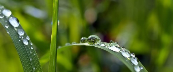 grass-1331703_960_720 grass-1331703_960_720