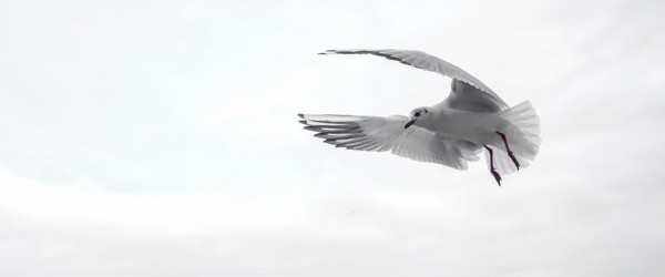 gull-1635683_960_720 gull-1635683_960_720