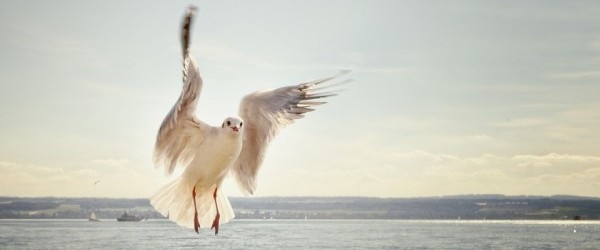 gull-192909_960_720 gull-192909_960_720