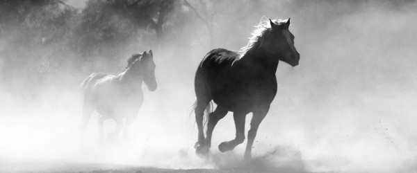 horse-430441_1920 horse-430441_1920