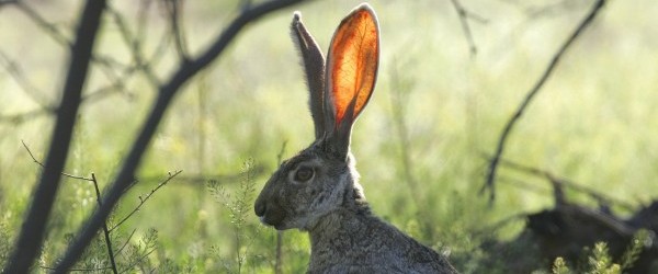 jackrabbit-673965_1280 jackrabbit-673965_1280
