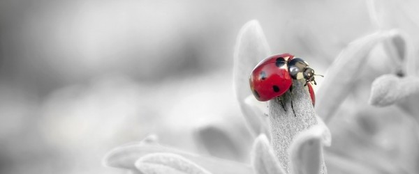 ladybug-796483_960_720 ladybug-796483_960_720