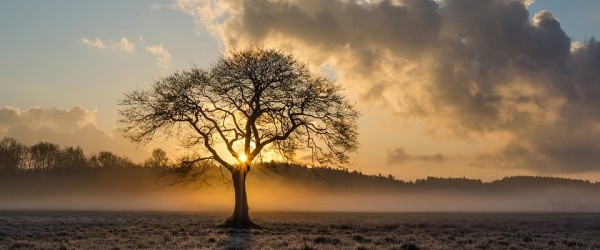 lone-tree-1934897_960_720 lone-tree-1934897_960_720