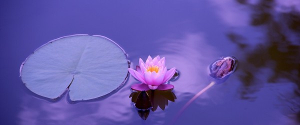 lotus-1205631_960_720 lotus-1205631_960_720