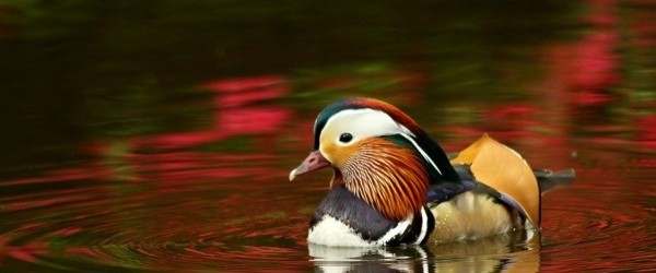 mandarin-591333_960_720 mandarin-591333_960_720