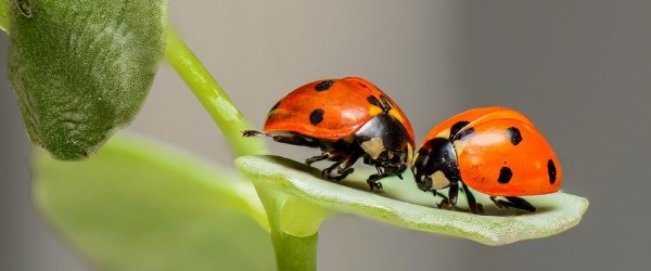 nature-1593406_960_720 nature-1593406_960_720