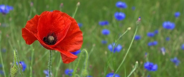 poppy-50590_960_720 poppy-50590_960_720