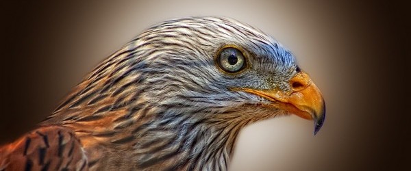 red-kite-50498_960_720 red-kite-50498_960_720