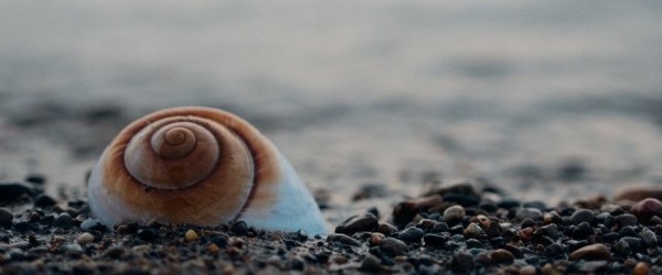 sea-shell-872023_960_720 sea-shell-872023_960_720