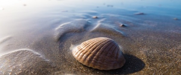 shell-1031296_960_720 shell-1031296_960_720
