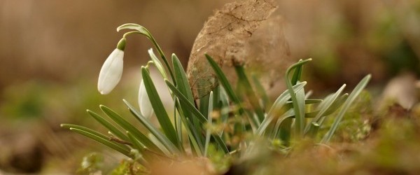 snowdrops-2112072_960_720 snowdrops-2112072_960_720