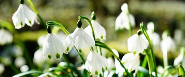 snowflake-275367__340 snowflake-275367__340