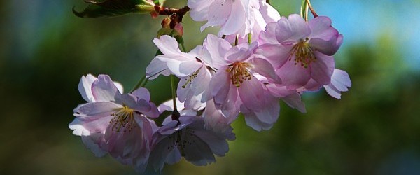 spring-flower-289844_960_720 spring-flower-289844_960_720