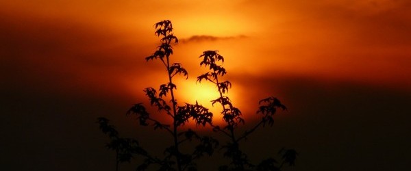 sunset-114558_960_720 sunset-114558_960_720
