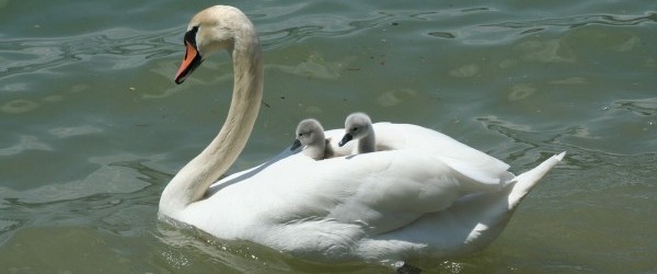 swan-2121797_1280 swan-2121797_1280