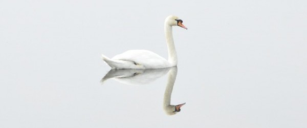 swan-293157_960_720 swan-293157_960_720