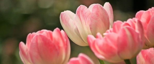tulips-1134103_960_720 tulips-1134103_960_720