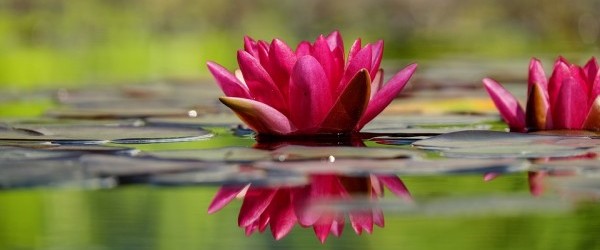 water-lily-1442497_960_720 water-lily-1442497_960_720