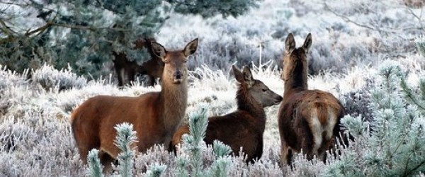 deer-1940368__340 deer-1940368__340