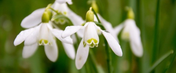 snowdrop-2072277_1280 snowdrop-2072277_1280