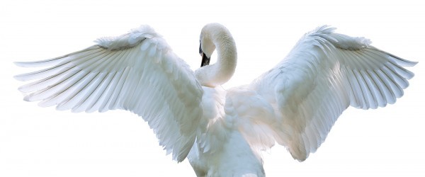 swan-1122024 swan-1122024