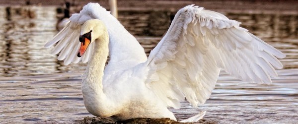 swan-839598_1280 swan-839598_1280